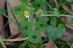 Spotted burclover